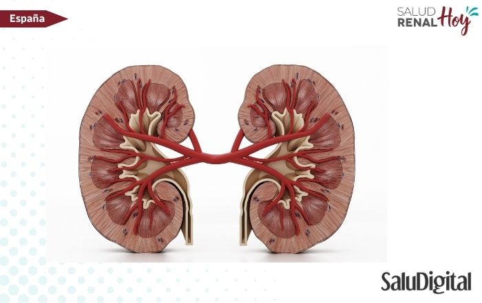 Salud Digital: ARN protector del riñón