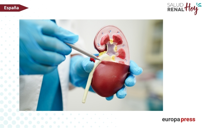 europapress: Un estudio sugiere que un fármaco ya autorizado impulsa mecanismos de regeneración renal en diabetes tipo 1
