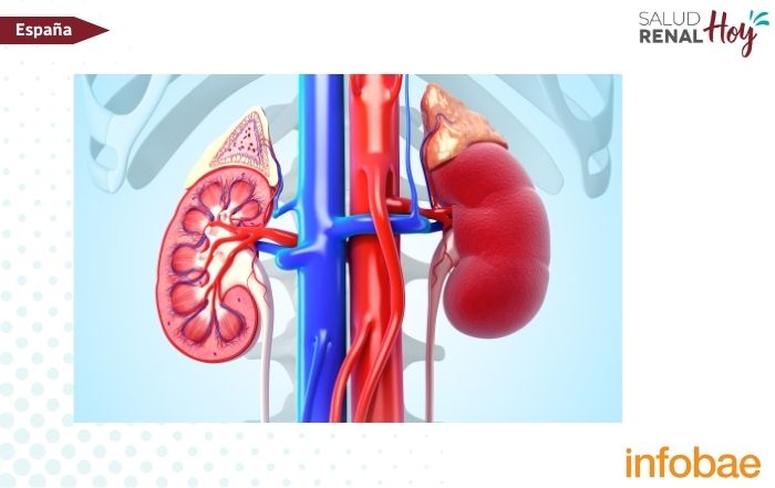 Infobae: Un nuevo hallazgo permite anticipar el rechazo en trasplantes de riñón