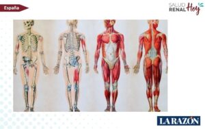 La Razón: Cuando el corazón, los riñones y el metabolismo empeoran y tienes diabetes aumenta el riesgo de cáncer