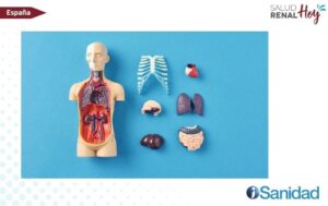iSanidad: El síndrome que daña corazón, riñón e hígado y puede frenarse desde atención primaria