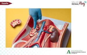 Servicio Andaluz de Salud: El Hospital Universitario Costa del Sol pone en marcha el programa de diálisis peritoneal Servicio Andaluz de Salud: El Hospital Universitario Costa del Sol pone en marcha el programa de diálisis peritoneal