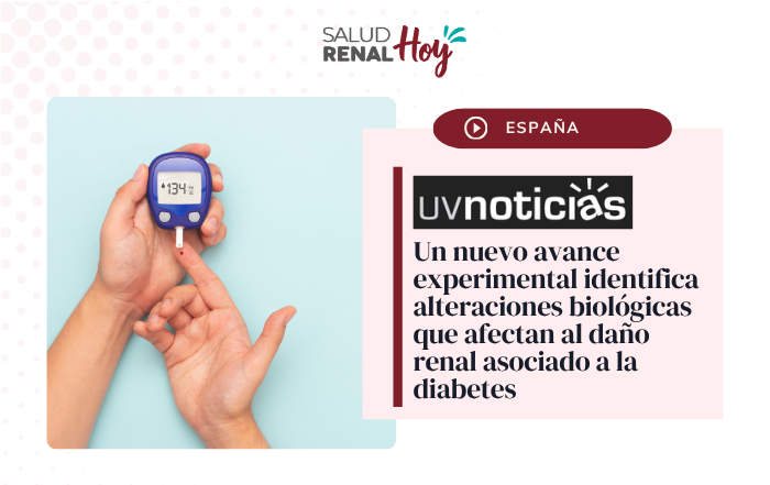 uvnoticias: Un nuevo avance experimental identifica alteraciones biológicas que afectan al daño renal asociado a la diabetes uvnoticias: Un nuevo avance experimental identifica alteraciones biológicas que afectan al daño renal asociado a la diabetes